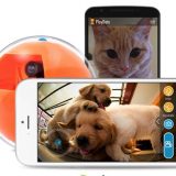 外出していてもペットと遊べるペット用スマートボール「PlayDate」